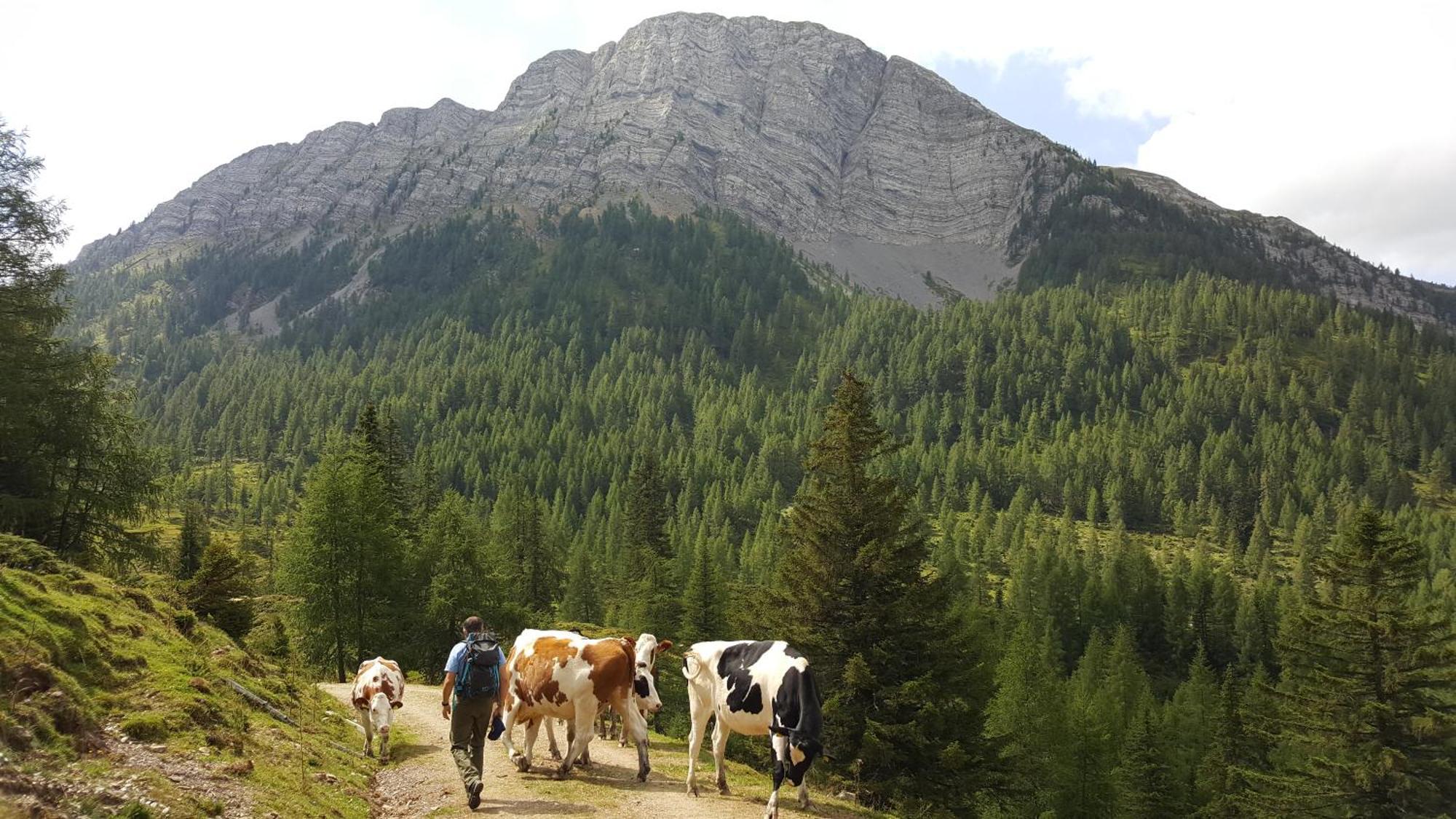 Gasthof Pension Perauer Lieserhofen Zewnętrze zdjęcie